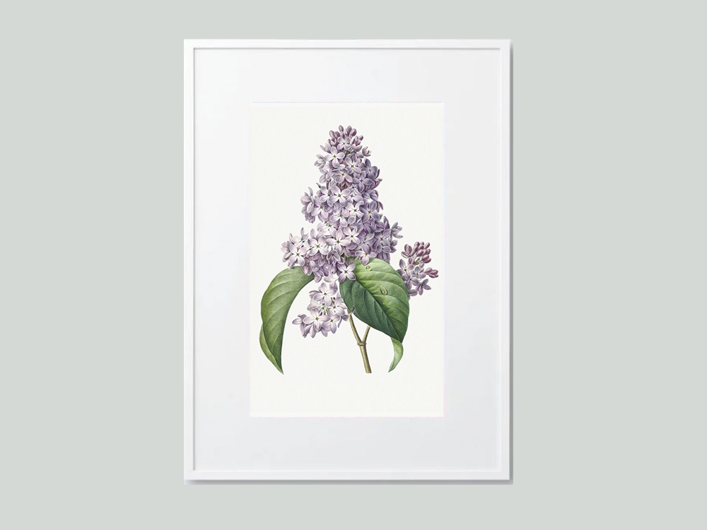 Lilac Flower Artwork by Pierre-Joseph Redoute Framed Wall Art Print