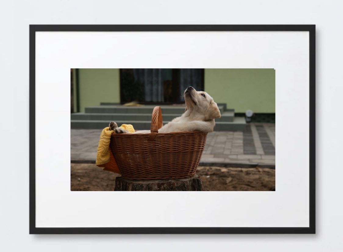 Dog Relaxing in a Basket Framed Poster Print for Kid's Room